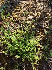 Millotia muelleri