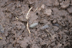 Armadillidium vulgare