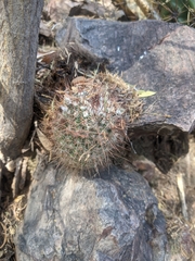 Cactoideae