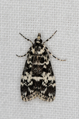 Scoparia exhibitalis