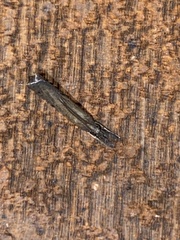 Fissicrambus mutabilis