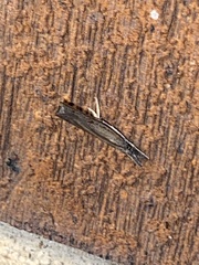 Fissicrambus mutabilis