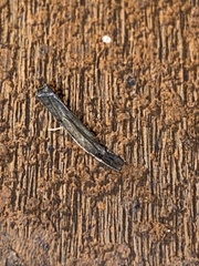 Fissicrambus mutabilis