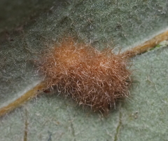 Neuroterus quercusverrucarum