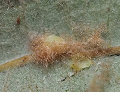 Neuroterus quercusverrucarum