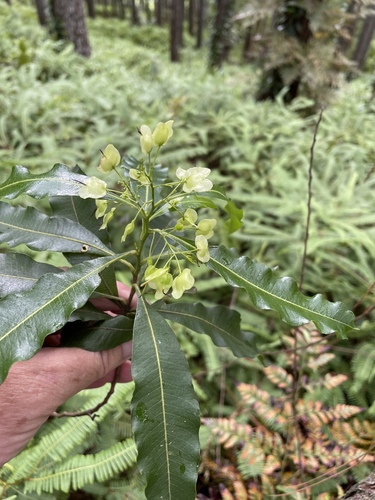 Dodonaea viscosa observed 2022-08-03
