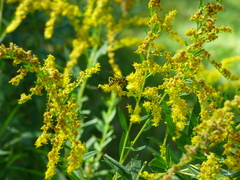 Spilomyia longicornis