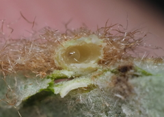 Neuroterus quercusverrucarum