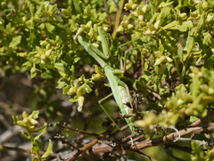 Stagmomantis