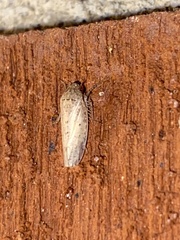 Curtara insularis