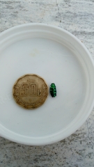 Chrysobothris frontiscalla