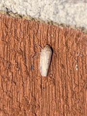 Curtara insularis