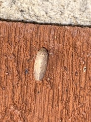 Curtara insularis