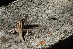 Sceloporus