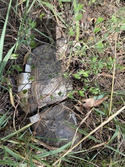Emydidae