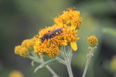 Xanthocampsomeris limosa