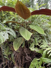 Miconia calvescens