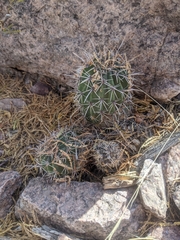 Cactoideae