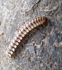 Nyssodesmus python