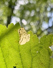 Metallus lanceolatus