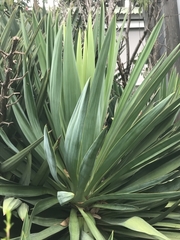 Yucca aloifolia