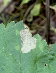 Metallus lanceolatus