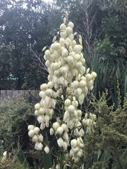 Yucca aloifolia