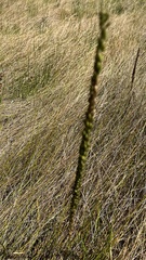 Triglochin maritima