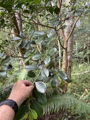 Psidium cattleyanum