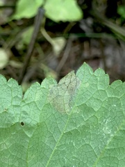 Metallus lanceolatus