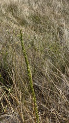 Triglochin maritima