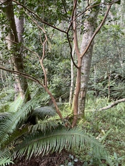 Psidium cattleyanum