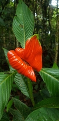 Palicourea tomentosa