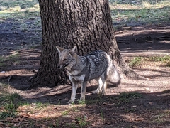 Lycalopex gymnocercus