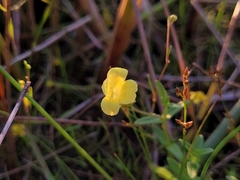 Gratiola aurea