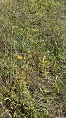 Grindelia stricta stricta