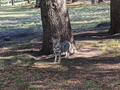 Lycalopex gymnocercus