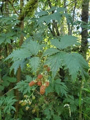 Rubus laciniatus