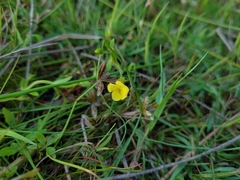 Gratiola aurea
