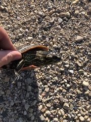 Chrysemys picta bellii