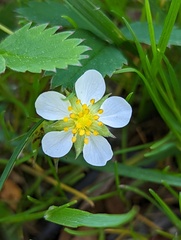 Fragaria