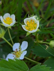 Fragaria
