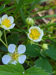 Fragaria