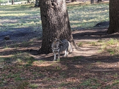 Lycalopex gymnocercus