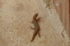 Sphaerodactylus