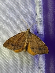 Mellilla xanthometata