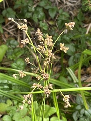Scirpus microcarpus