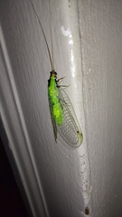 Leucochrysa floridana