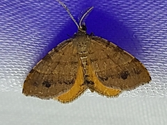 Mellilla xanthometata