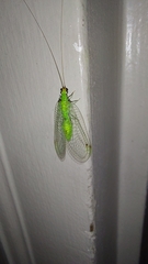 Leucochrysa floridana